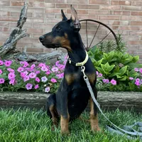 Zinnia, a female Doberman Pinscher for sale in Ligonier, IN – 2 of 7