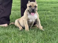 Flora, a female American Bully for sale in Ligonier, IN – 6 of 7