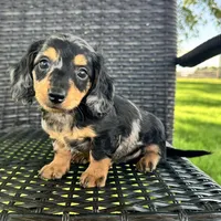 Duke, a male Dachshund for sale in Ligonier, IN – 3 of 5