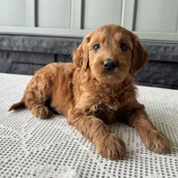 Ginger, a female Irish Doodle for sale in Ligonier, IN – 3 of 5