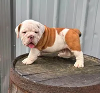 Louis , a male English Bulldog and Olde English Bulldogge for sale in Ligonier, IN – 3 of 3