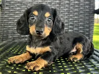 Devo, a male Dachshund for sale in Ligonier, IN – 4 of 5