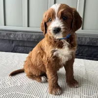 Rusty, a male Irish Doodle for sale in Ligonier, IN – 2 of 5