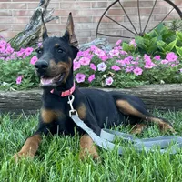 Zelda, a female Doberman Pinscher for sale in Ligonier, IN – 5 of 6