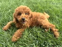 Theo, a male Poodle - Miniature  for sale in Ligonier, IN – 3 of 4