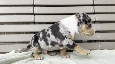 Griffon, a male American Bully for sale in Ligonier, IN – 4 of 4