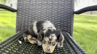 Dominic , a male Dachshund for sale in Ligonier, IN – 6 of 6