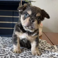 Envy, a male French Bulldog for sale in Ligonier, IN – Photo 1 of 4