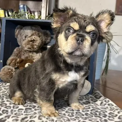 Envy – French Bulldog puppy for sale in Ligonier, IN