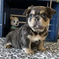 Envy, a male French Bulldog for sale in Ligonier, IN – Photo 3 of 4