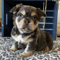 Envy, a male French Bulldog for sale in Ligonier, IN – Photo 4 of 4