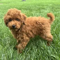 Titus , a male Poodle - Miniature  for sale in Ligonier, IN – 2 of 5