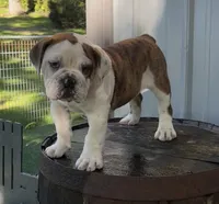Lily , a female English Bulldog and Olde English Bulldogge for sale in Ligonier, IN – 4 of 4