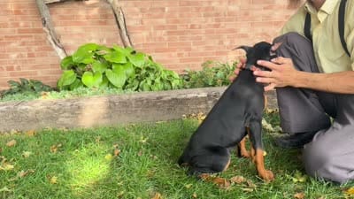 Briar, a female Doberman Pinscher for sale in Ligonier, IN – 5 of 5