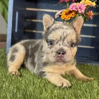 Grace, a female French Bulldog for sale in Ligonier, IN – 4 of 5