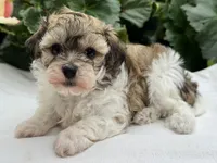 Bianca, a female Havapoo for sale in Ligonier, IN – 3 of 5