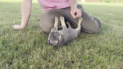 Hurley, a male American Bully for sale in Ligonier, IN – 6 of 6
