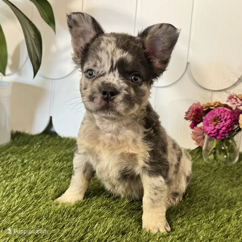Gabriel – French Bulldog puppy for sale in Ligonier, IN