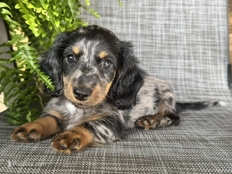 Sara – Dachshund puppy for sale in Ligonier, IN
