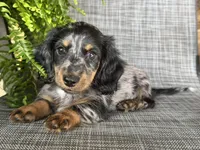 Sara, a female Dachshund for sale in Ligonier, IN – 1 of 4