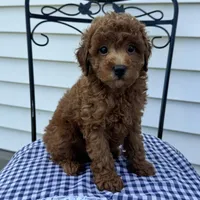 Theo, a male Poodle - Miniature  for sale in Ligonier, IN – 4 of 5