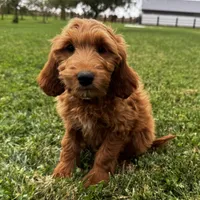 Cinnamon, a female Irish Doodle for sale in Ligonier, IN – 2 of 4