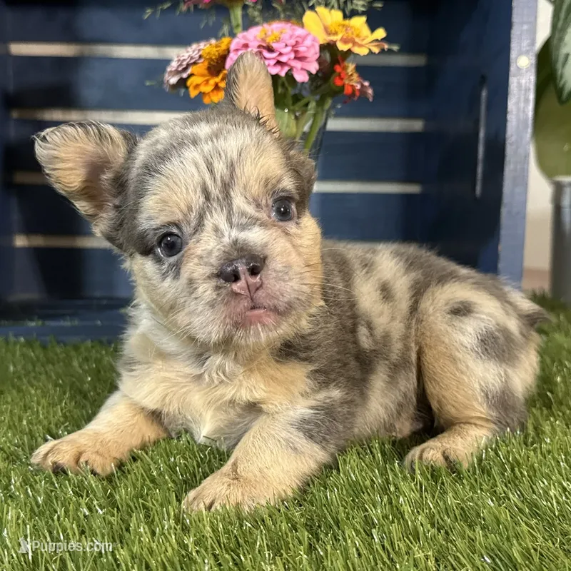 Grace – French Bulldog puppy for sale in Ligonier, IN