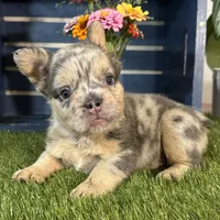 Grace, a female French Bulldog for sale in Ligonier, IN – 1 of 5
