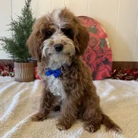 Ned, a male Cavapoo for sale in Ligonier, IN – Photo 2 of 4