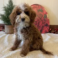 Ned, a male Cavapoo for sale in Ligonier, IN – Photo 1 of 4