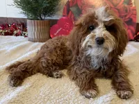 Ned, a male Cavapoo for sale in Ligonier, IN – Photo 3 of 4