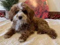 Ned, a male Cavapoo for sale in Ligonier, IN – Photo 4 of 4