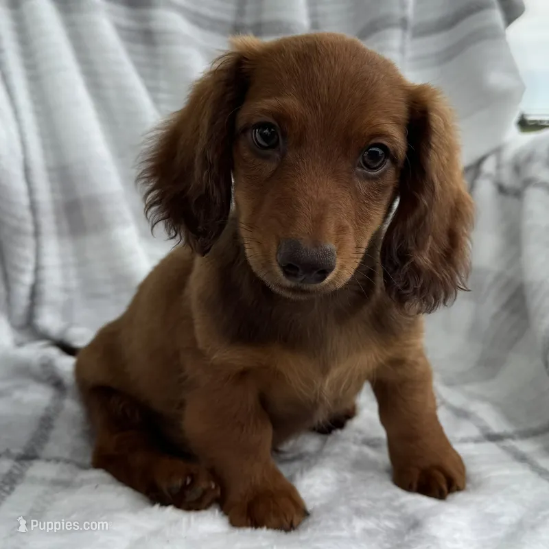 Anson – Dachshund puppy for sale in Ligonier, IN