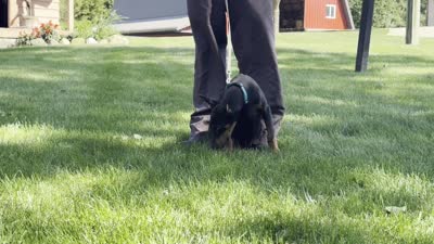 Zuri, a female Doberman Pinscher for sale in Ligonier, IN – 5 of 5