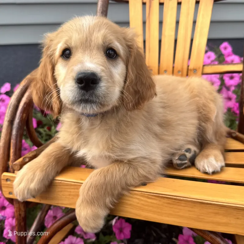 Teddy – Irish Doodle puppy for sale in Ligonier, IN