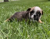Tulip, a female English Bulldog for sale in Ligonier, IN – 2 of 2