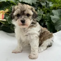 Bianca, a female Havapoo for sale in Ligonier, IN – 2 of 5
