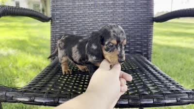 Dexter, a male Dachshund for sale in Ligonier, IN – 5 of 5
