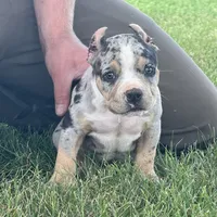 Havoc, a male American Bully for sale in Ligonier, IN – 8 of 9