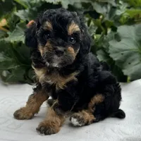 Faith, a female Poodle - Miniature  for sale in Ligonier, IN – 3 of 3