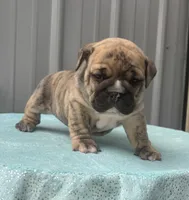 Nikki, a female English Bulldog and Olde English Bulldogge for sale in Ligonier, IN – 3 of 4