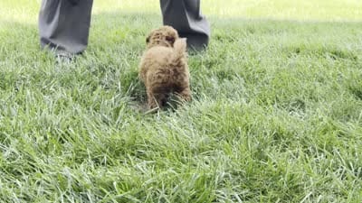 Theo, a male Poodle - Miniature  for sale in Ligonier, IN – 5 of 5