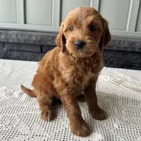 Cinnamon, a female Irish Doodle for sale in Ligonier, IN – 2 of 5