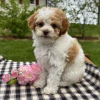 Harmony , a female Poodle - Toy  for sale in Ligonier, IN – 2 of 5