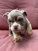 Violet, a female English Bulldog and Olde English Bulldogge for sale in Ligonier, IN – 2 of 5