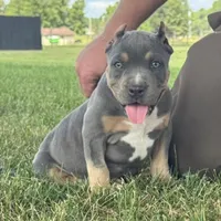 Hurley, a male American Bully for sale in Ligonier, IN – 1 of 6