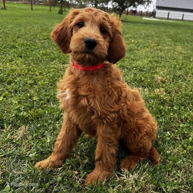 Ginger – Irish Doodle puppy for sale in Ligonier, IN