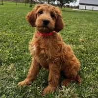 Ginger, a female Irish Doodle for sale in Ligonier, IN – 1 of 4