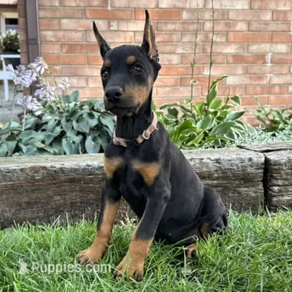 Arabelle  – Doberman Pinscher puppy for sale in Ligonier, IN