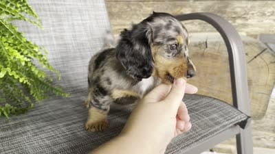Shelly, a female Dachshund for sale in Ligonier, IN – 5 of 5